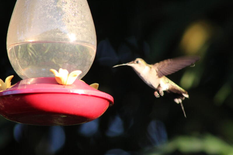 Hummingbird at a feeder. Provided by Bill Patti of MyTutorLesson.