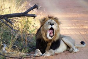 Lion yawning while laying on a dirt road.
