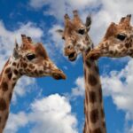 Three giraffes having a chat.
