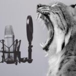 A lynx cat yowling - in front of a microphone with a pop screen.