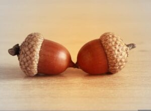 A pair of acorns - to represent the SAT/PSAT tests.