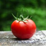 A beautiful tomato sitting in the sun.