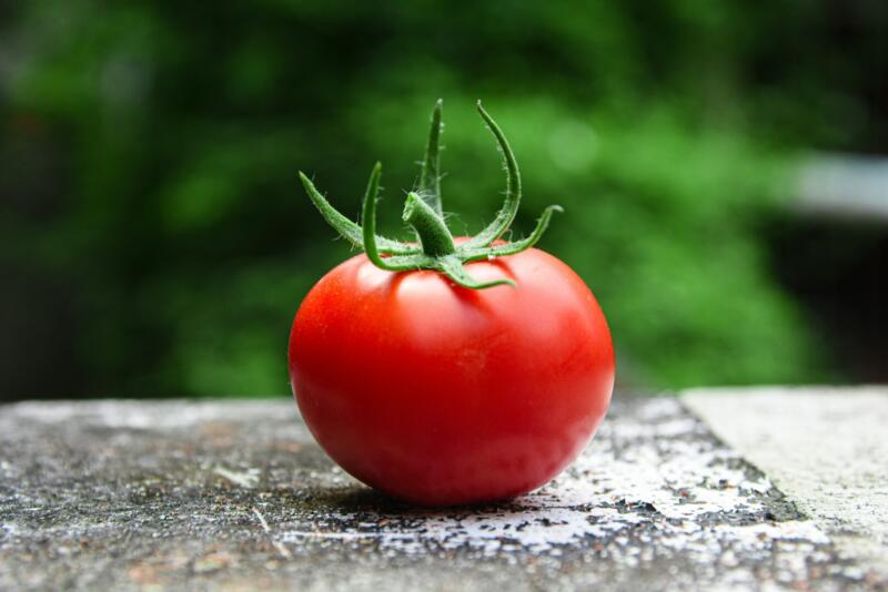 A beautiful tomato sitting in the sun.